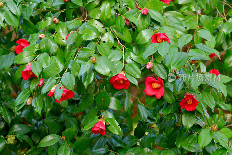 山茶花/日本山茶花花:红色，粉红色和白色